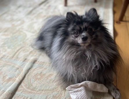 Blue Merle Pom Oğlumuz - 118973601
