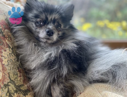 Blue Merle Pom Oğlumuz
