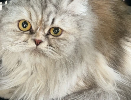 chinchilla veya iran eş arıyoruz - 118973602