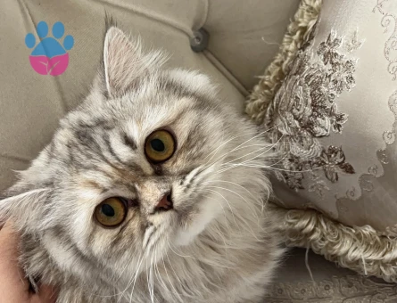 chinchilla veya iran eş arıyoruz