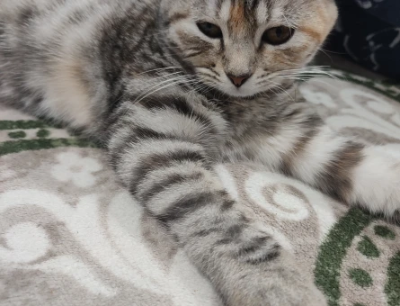 Scottish fold kırık kulak kedim eş arıyor - 118973606