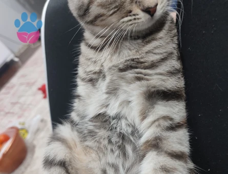 Scottish fold kırık kulak kedim eş arıyor