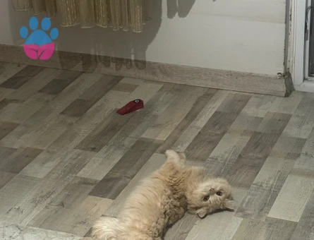 Oğlumuza Gelin Arıyoruz