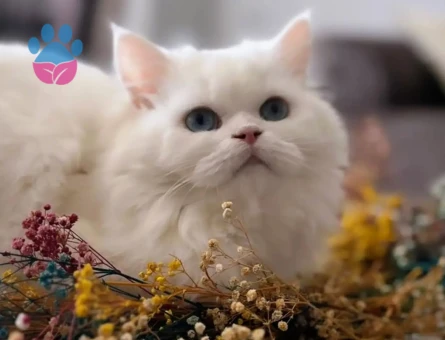 Yakışıklı white oğluma