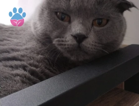 Scottish Fold 1 yaş kızımıza eş arıyoruz