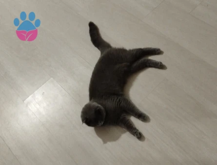 Scottish Fold 1 yaş kızımıza eş arıyoruz