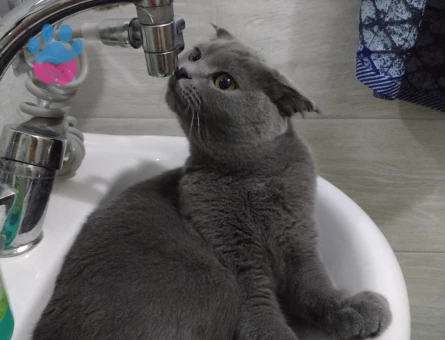 Scottish Fold 1 yaş kızımıza eş arıyoruz