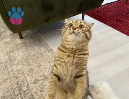 ACİL ilan Dişi kedi arıyoruz