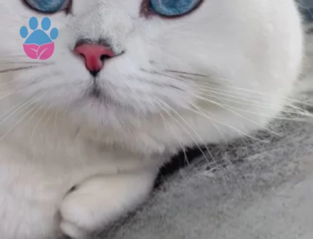 British shorthair gelin arıyoruz