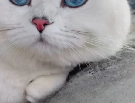 British shorthair gelin arıyoruz - 118981346