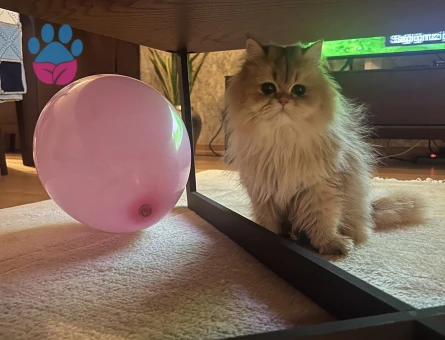 Kedim Şurup için aynı cins erkek eş arıyoruz