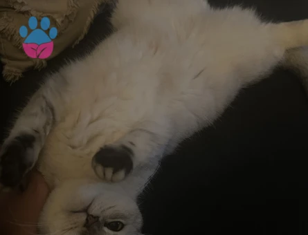 Scottish Straight Dişi -Eş Arıyoruz