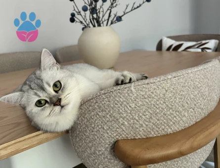 Scottish Straight Dişi -Eş Arıyoruz