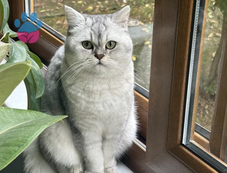 Scottish Straight Dişi -Eş Arıyoruz