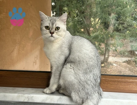 Scottish Straight Dişi -Eş Arıyoruz