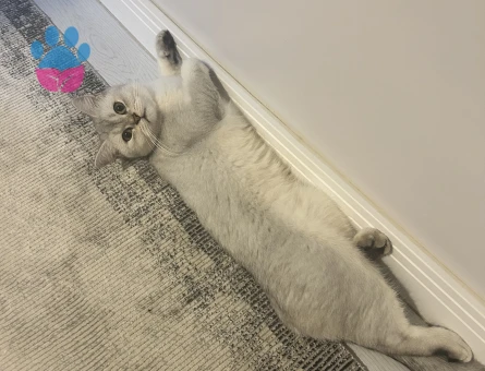 Scottish Straight Dişi -Eş Arıyoruz