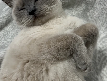 British blue point kızımıza eş arıyoruz - 118981353