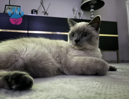 British blue point kızımıza eş arıyoruz