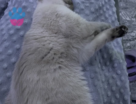 British blue point kızımıza eş arıyoruz