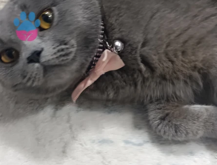 Narin kızımıza damat ariyoruz