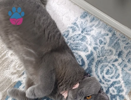 Narin kızımıza damat ariyoruz