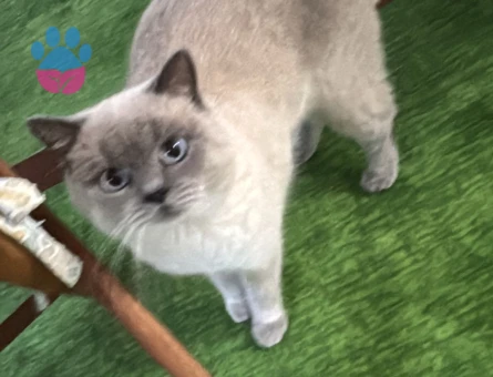 British Shorthair 1 Yaşında Eş Arıyor