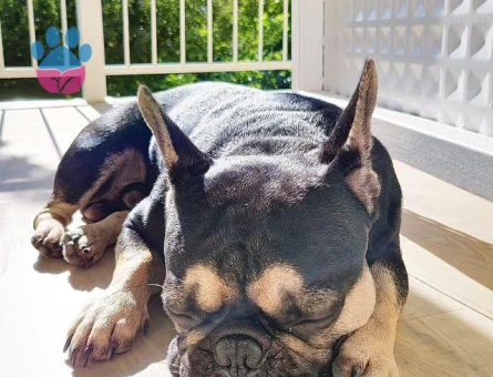 Eşlemek İçin Dişi French Bulldog Aranıyor