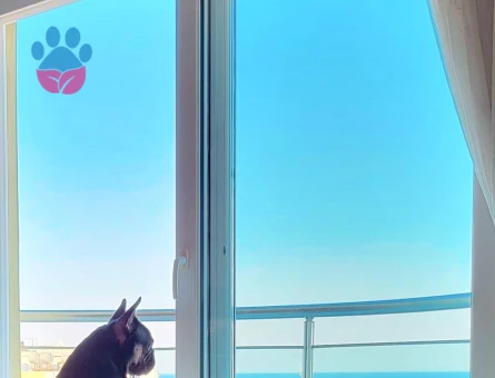 Eşlemek İçin Dişi French Bulldog Aranıyor