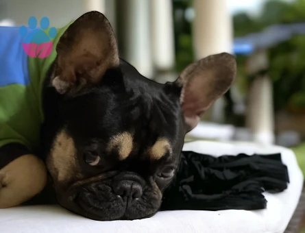 Eşlemek İçin Dişi French Bulldog Aranıyor