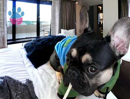 Eşlemek İçin Dişi French Bulldog Aranıyor