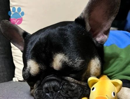 Eşlemek İçin Dişi French Bulldog Aranıyor