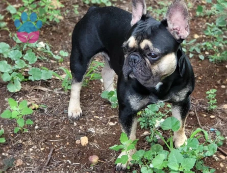 Eşlemek İçin Dişi French Bulldog Aranıyor