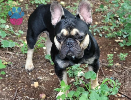 Eşlemek İçin Dişi French Bulldog Aranıyor