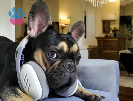 Eşlemek İçin Dişi French Bulldog Aranıyor