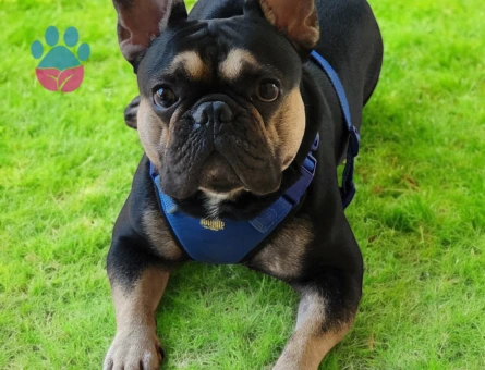 Eşlemek İçin Dişi French Bulldog Aranıyor