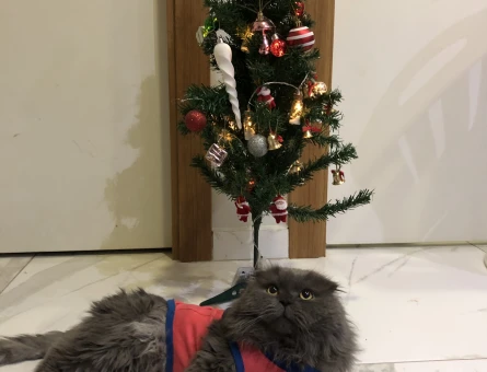 Oğlum efes için dişi kedi arıyorum - 118974410