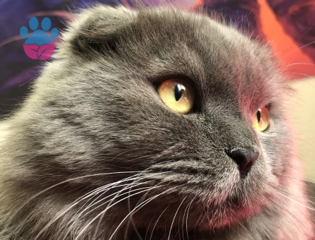 Oğlum efes için dişi kedi arıyorum