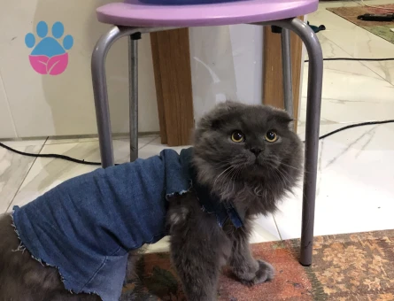 Oğlum efes için dişi kedi arıyorum