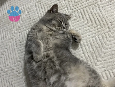 British Shorthair Simba Kedime Eş Arıyorum