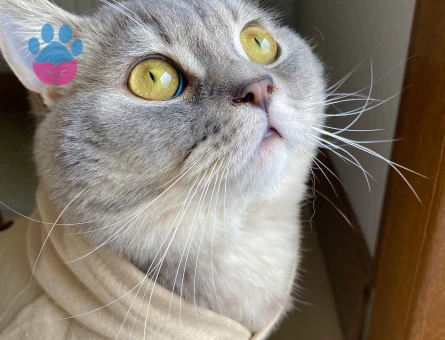 British Shorthair Simba Kedime Eş Arıyorum