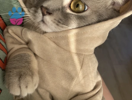 British Shorthair Simba Kedime Eş Arıyorum