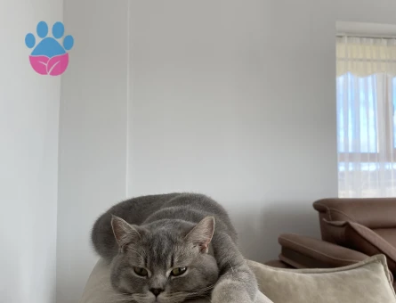 British Shorthair Simba Kedime Eş Arıyorum