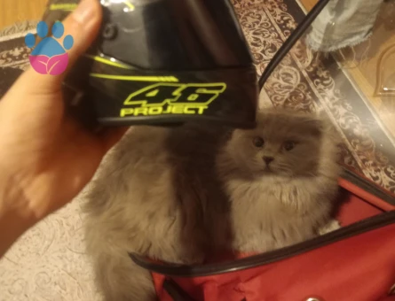 Scottish fold longair 11 aylık dişi