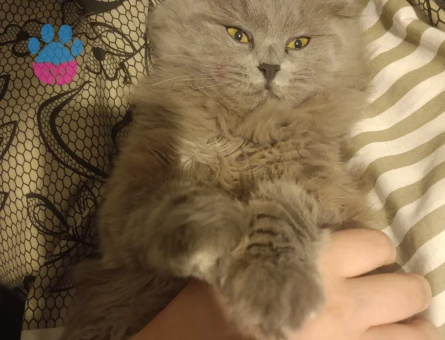 Scottish fold longair 11 aylık dişi