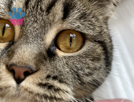 Scottish Straight Kedime Eş arıyorum