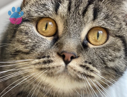 Scottish Straight Kedime Eş arıyorum