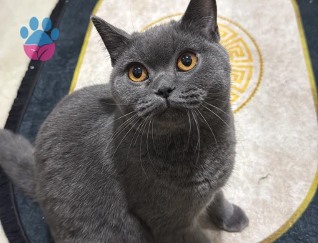 Ankara Yaşamkent Şıllıksuya Erkek Arıyoruz