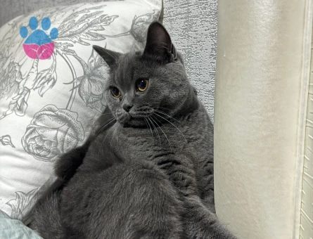 Ankara Yaşamkent Şıllıksuya Erkek Arıyoruz