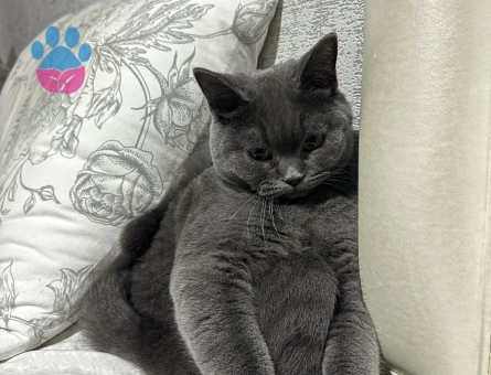 Ankara Yaşamkent Şıllıksuya Erkek Arıyoruz