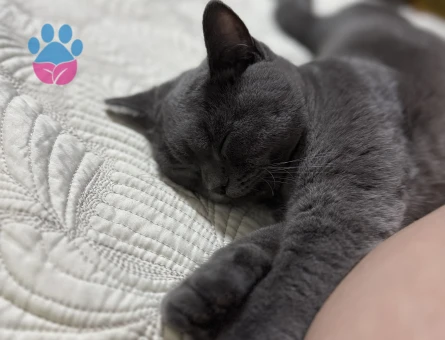 Ankara Yaşamkent Şıllıksuya Erkek Arıyoruz